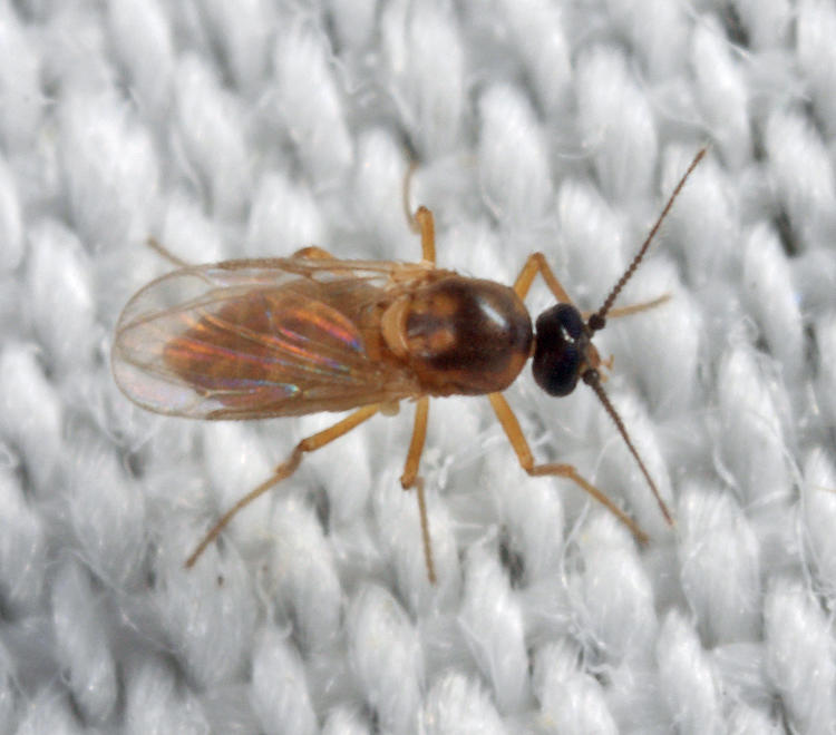 Atrichopogon levis?
