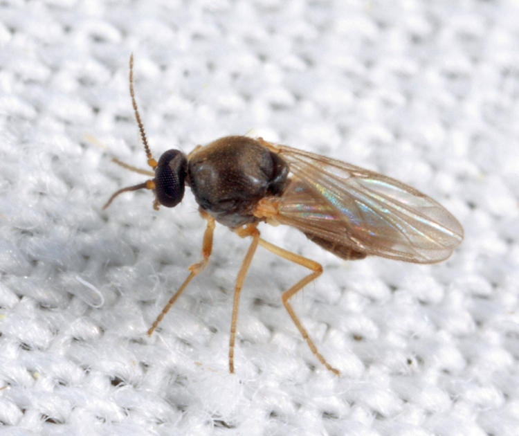 Atrichopogon sp.