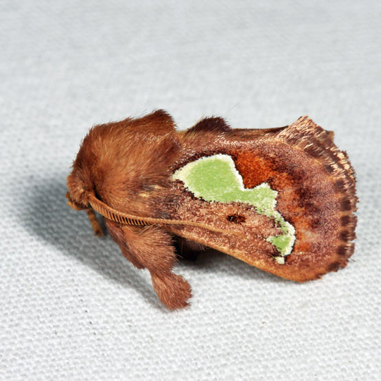 4697 - Spiny Oak-Slug Moth - Euclea delphinii