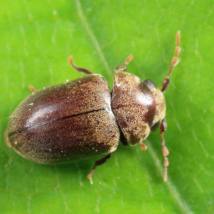 Tricorynus gravis