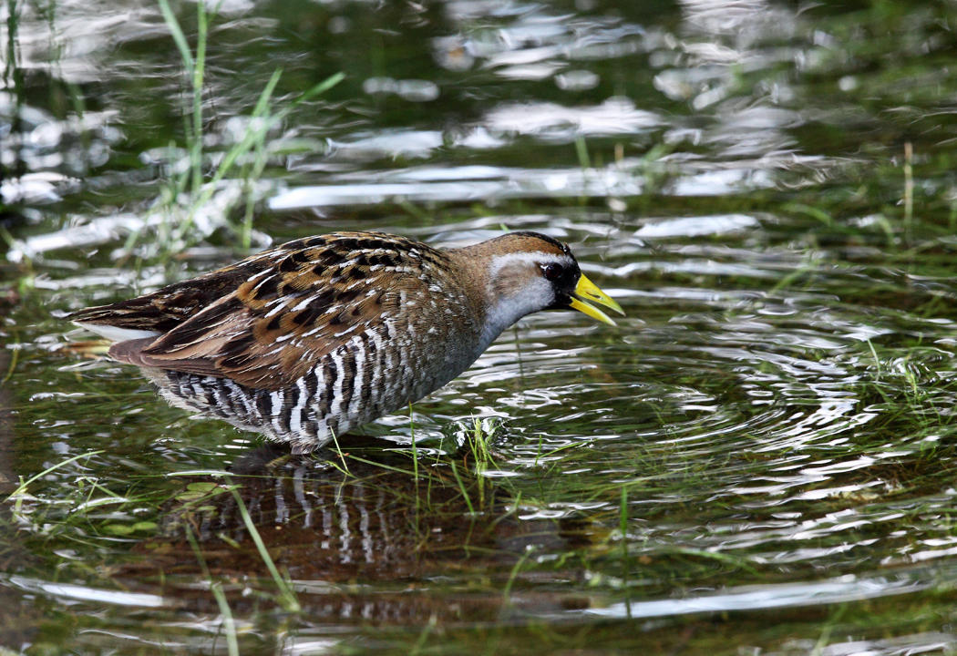 Sora - Porzana carolina