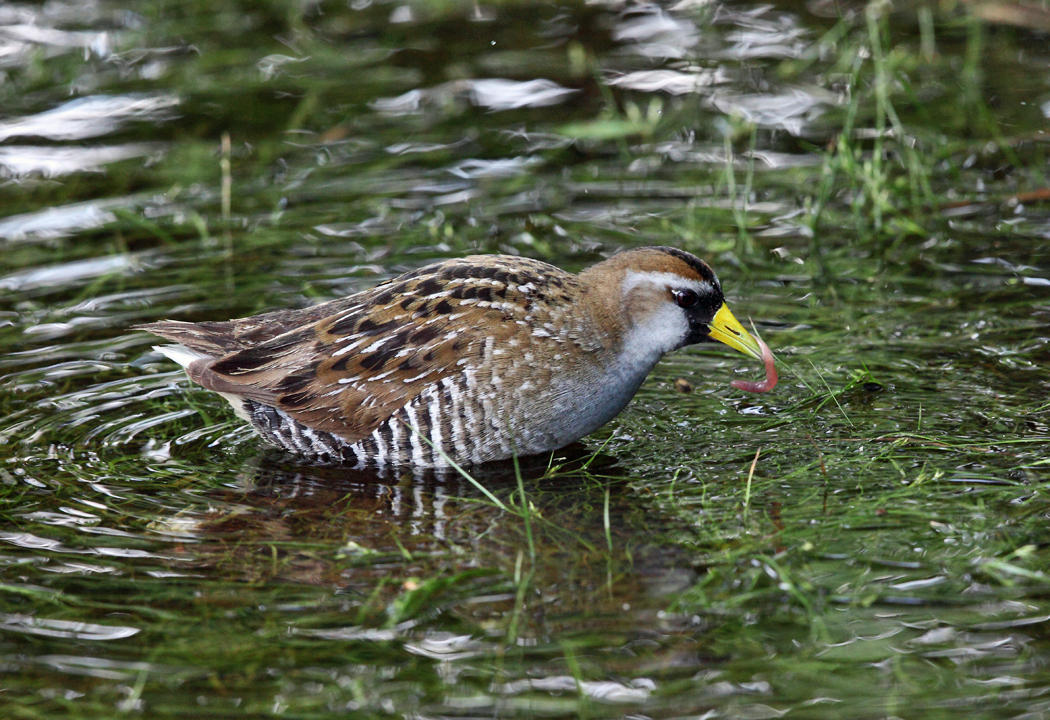 Sora - Porzana carolina