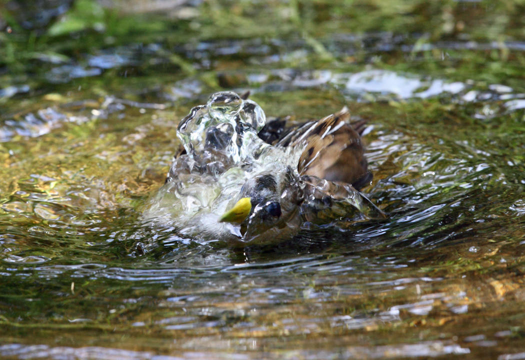 Sora - Porzana carolina