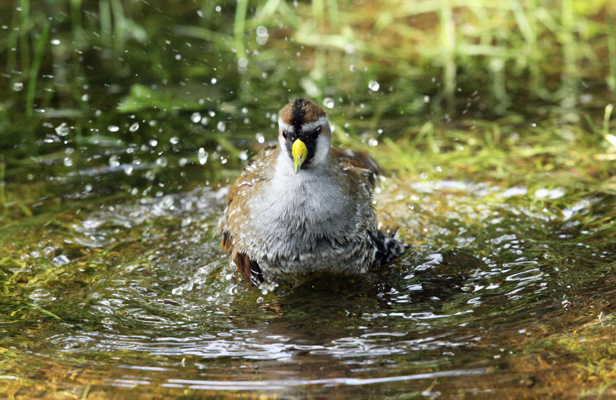 Sora - Porzana carolina