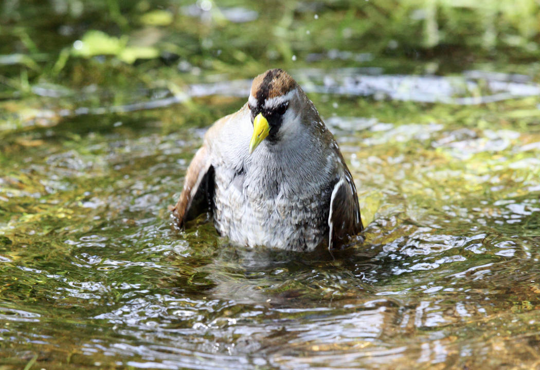 Sora - Porzana carolina