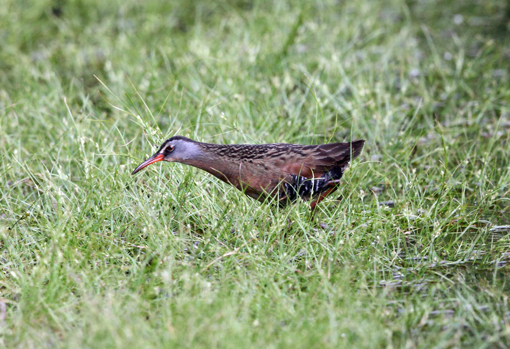 Virginia Rail - Rallus limicola