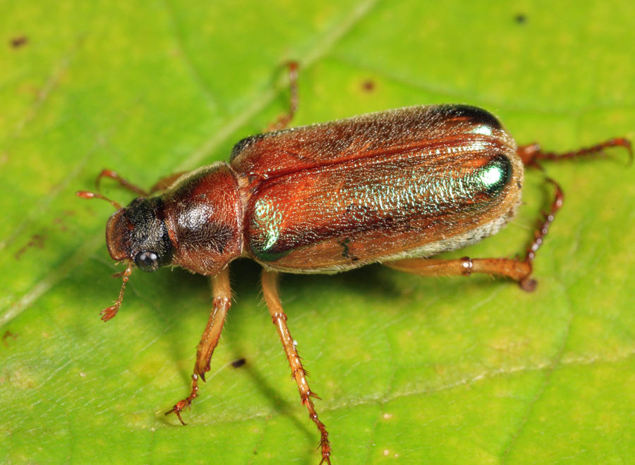 Dichelonyx subvittata 