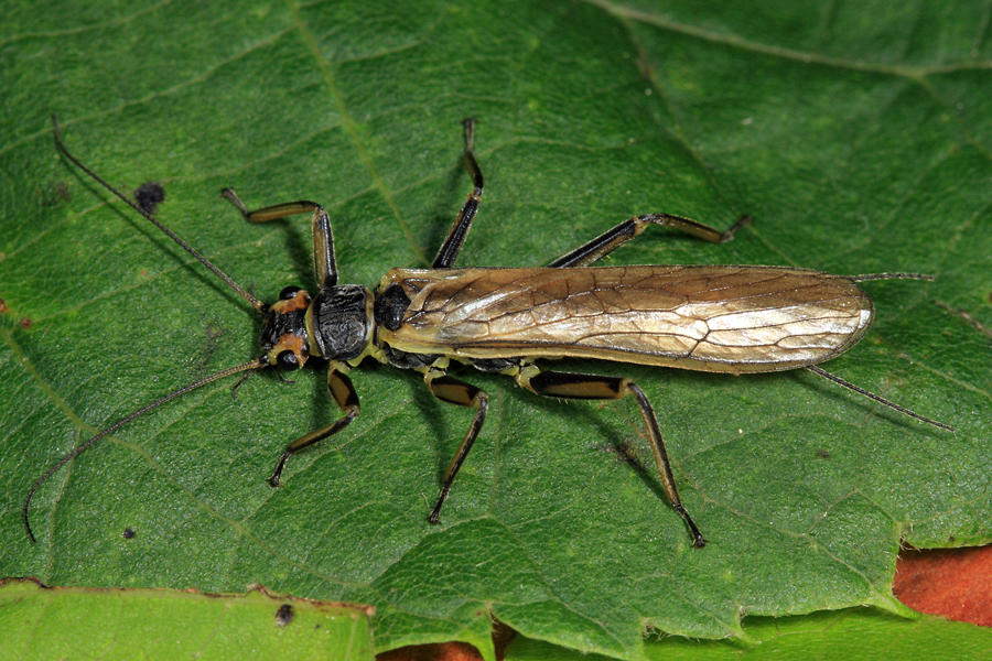 Agnetina capitata