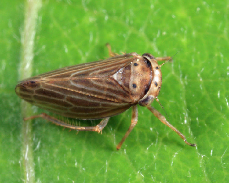 Four-spotted Clover Leafhopper - Agallia quadripunctata