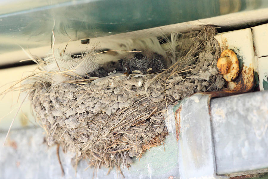 Barn Swallow - Hirundo rustica (chicks in nest)