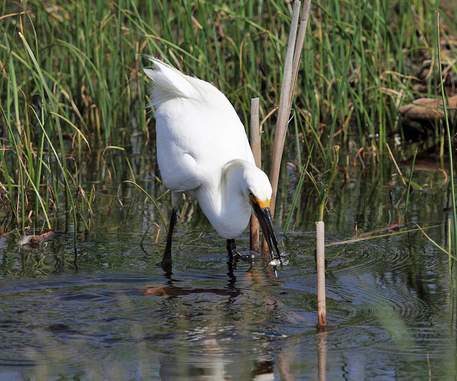 Snowy Egret - Egretta thula