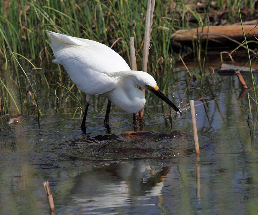 Snowy Egret - Egretta thula