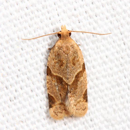 3688 - Garden Tortrix - Clepsis peritana