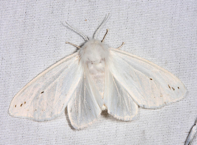 8134 - Agreeable Tiger Moth - Spilosoma congrua