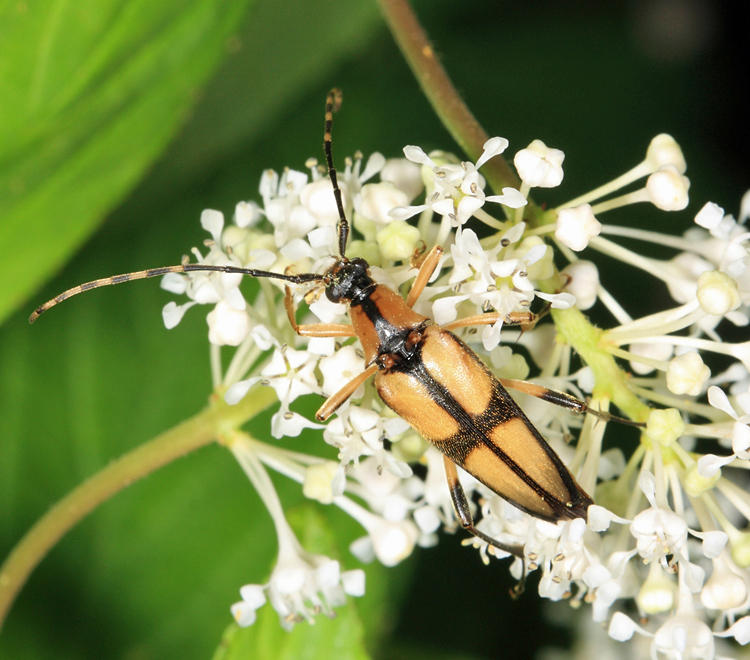 Etorofus subhamatus