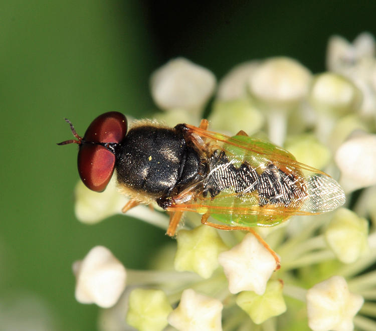 Odontomyia virgo group
