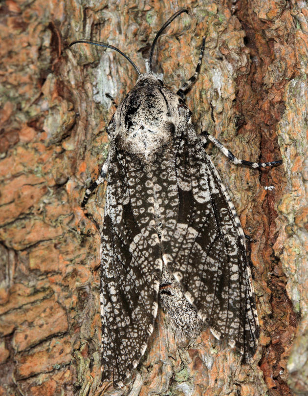 2693 - Carpenterworm Moth - Prionoxystus robiniae