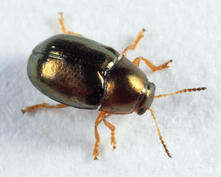 Diachus auratus