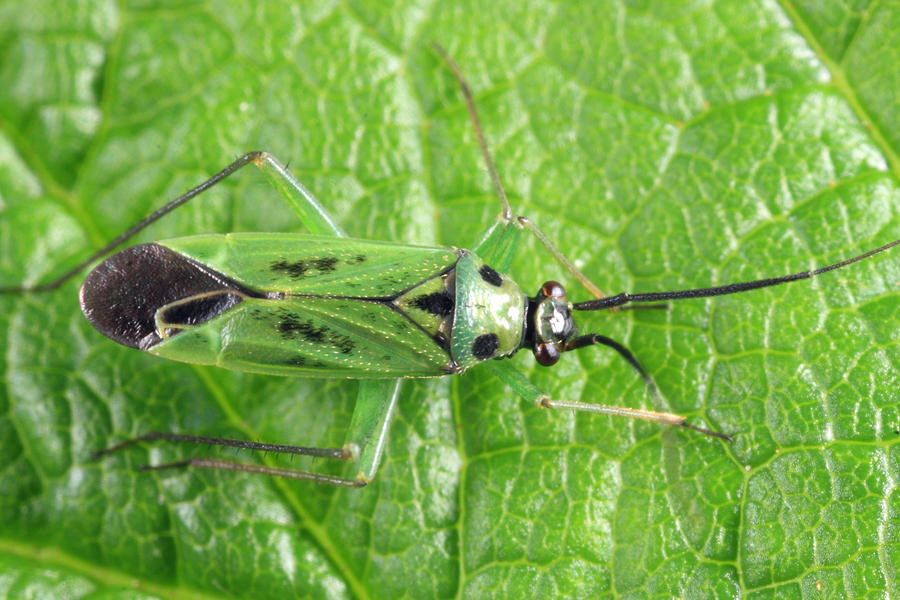 Ilnacora malina
