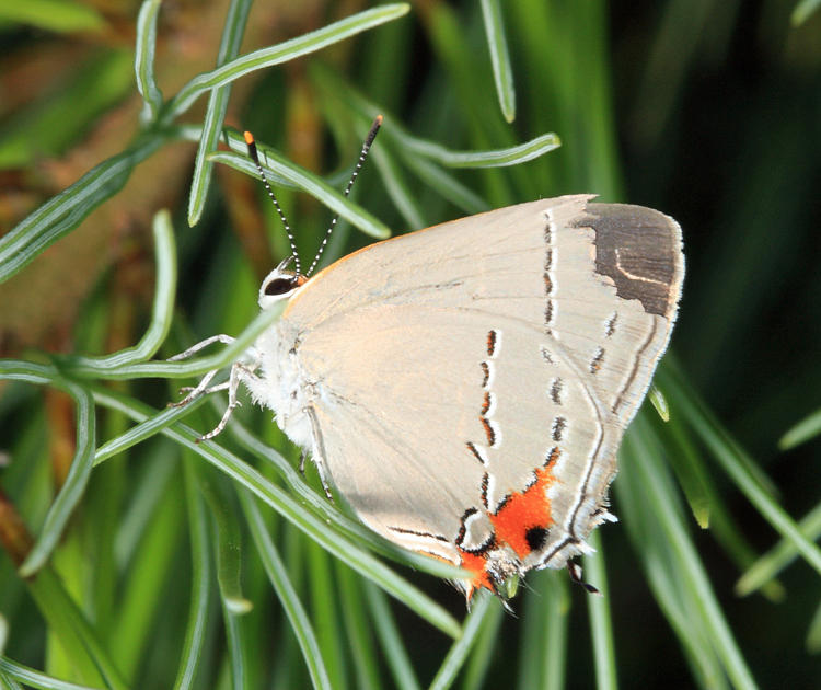 Gray Hairstreak - Strymon melinus