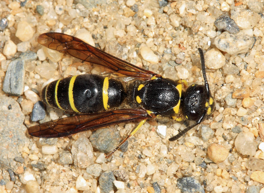 Ancistrocerus capra