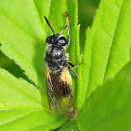 Stratiomys discalis