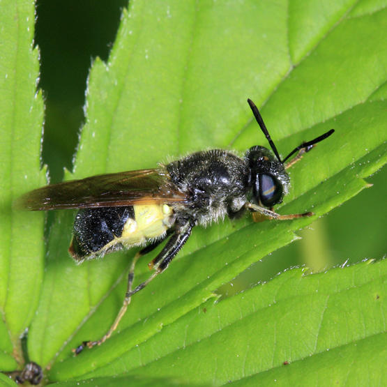 Stratiomys discalis