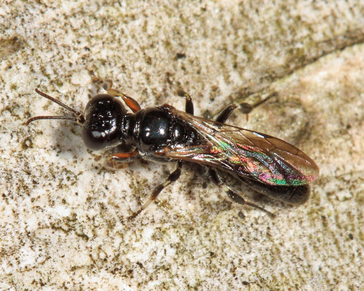 Crossocerus sp.