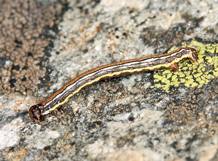 Nepytia sp.