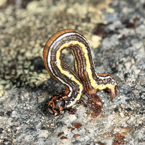Nepytia sp.