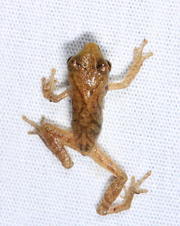 Spring Peeper - Pseudacris crucifer