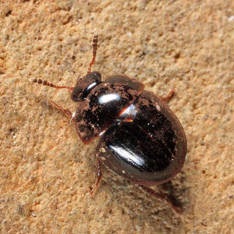 Anisotoma inops