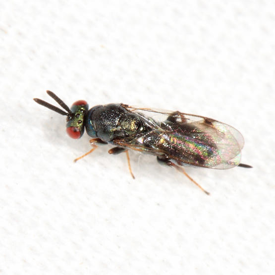 Monodontomerus sp.