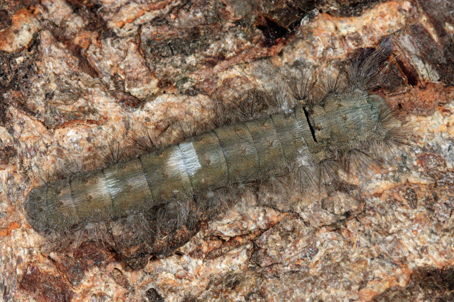 7670 - Large Tolype - Tolype velleda