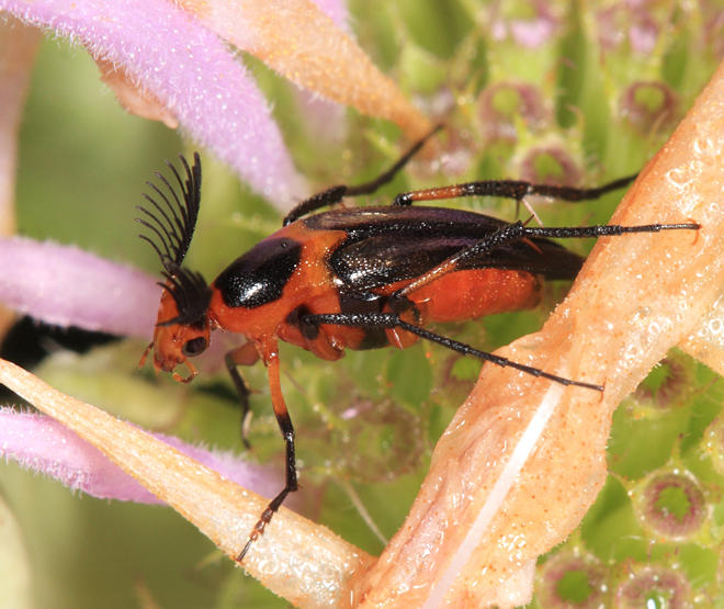 Macrosiagon limbata