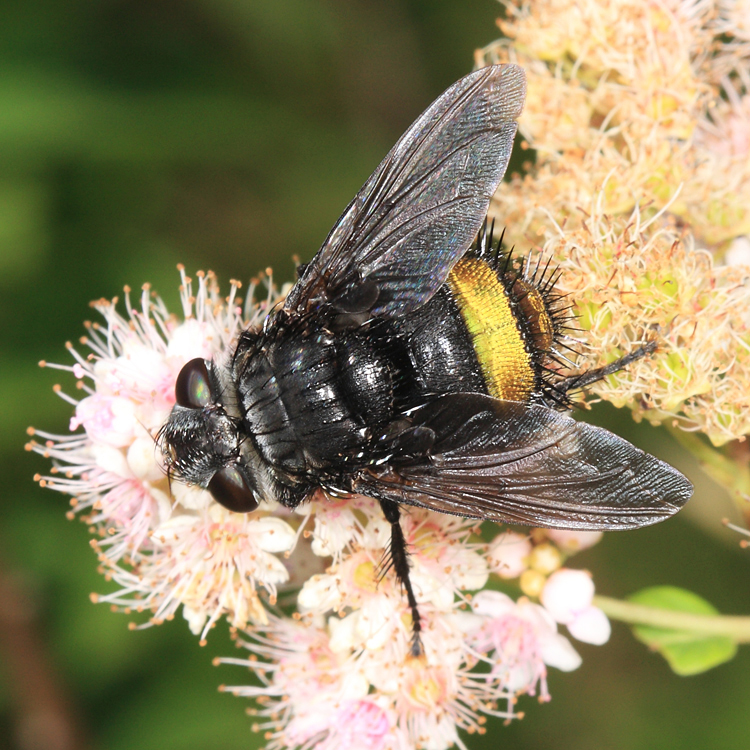 Belvosia sp.