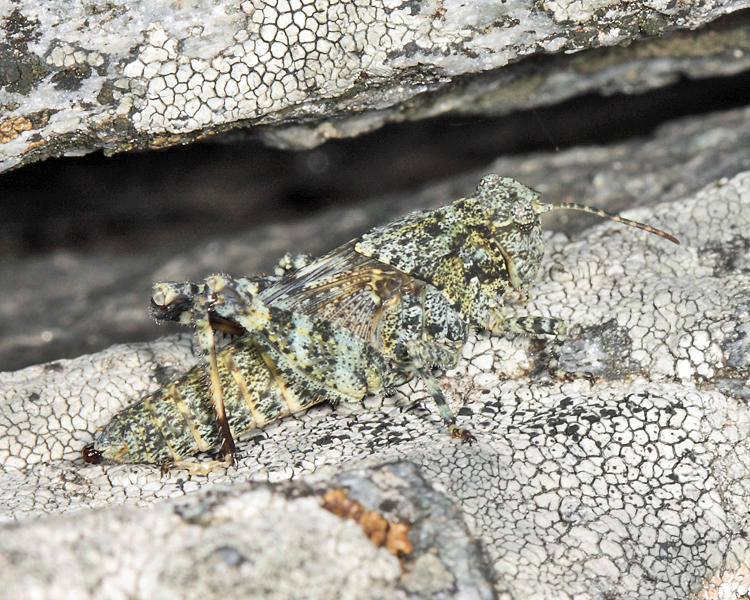 Crackling Locust - Trimerotropis verruculata verruculata (female nymph)