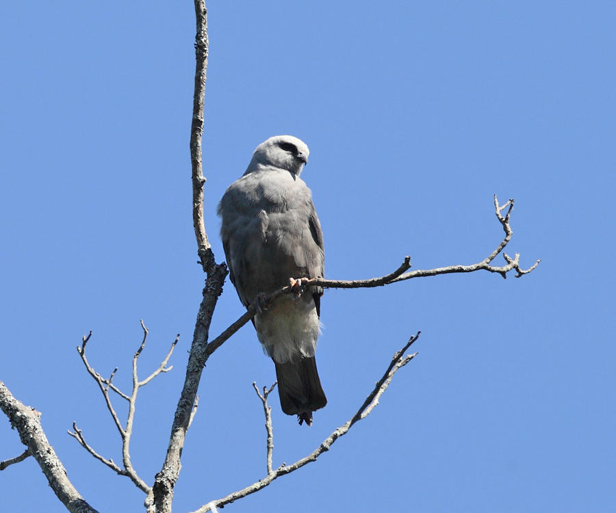 Mississippi Kite - Ictinia mississippiensis