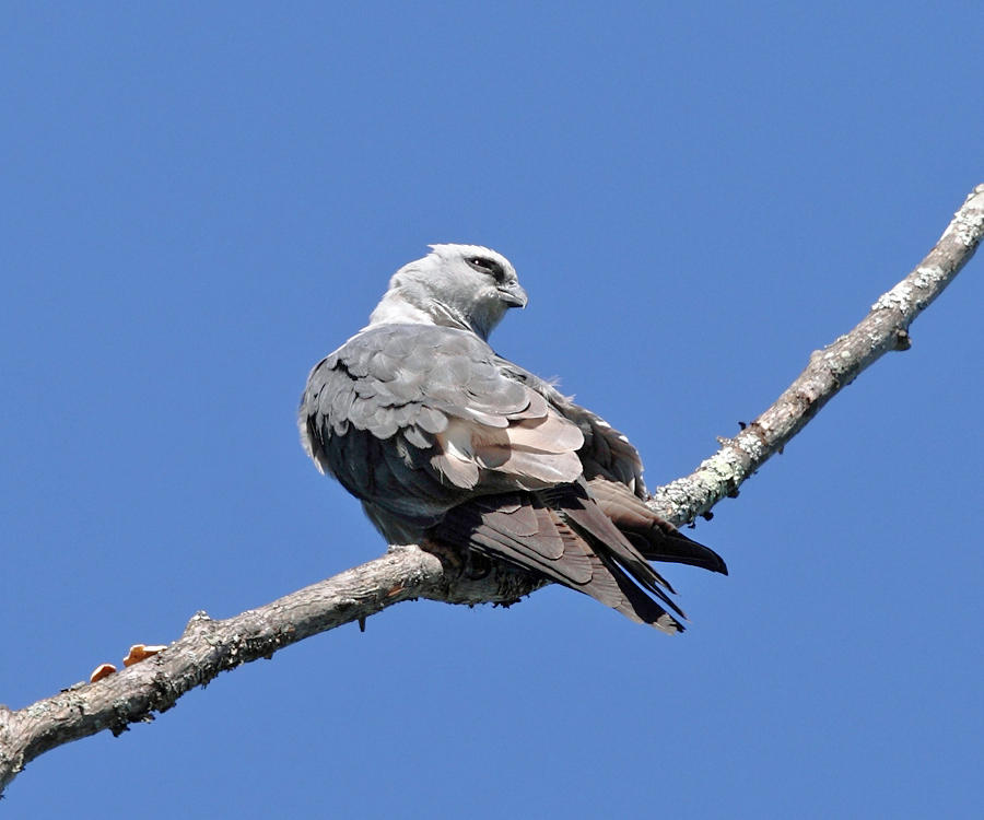 Mississippi Kite - Ictinia mississippiensis