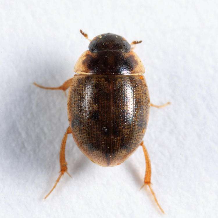 Laccobius minutoides