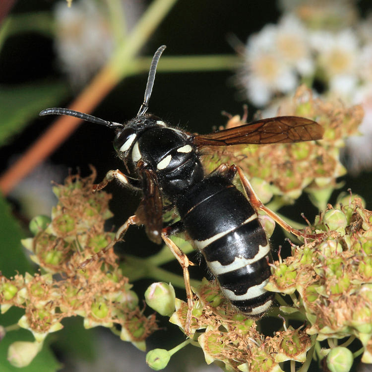 Bald-faced Hornet - Dolichovespula maculata