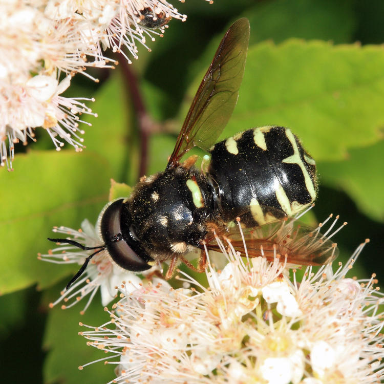 Stratiomys badia (male)