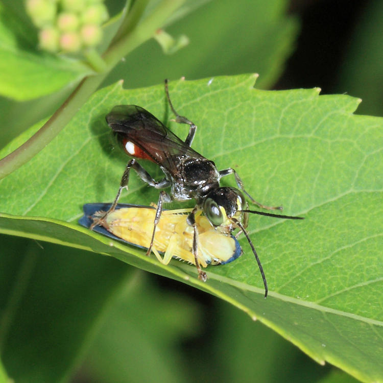 Alysson oppositus (with leafhopper prey)