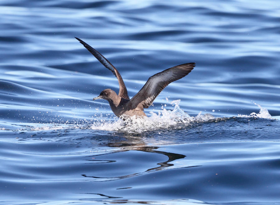 Sooty Shearwater - Puffinus griseus