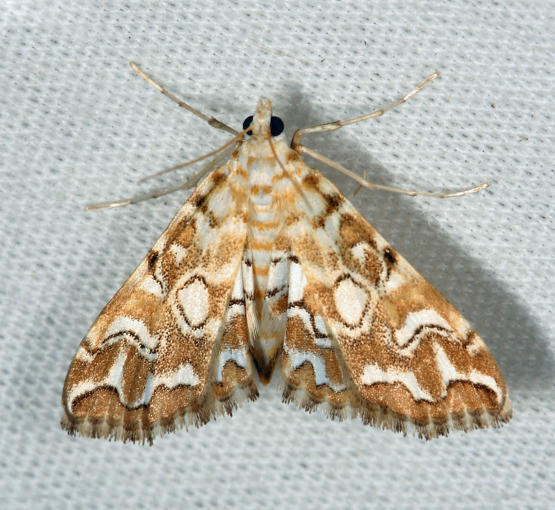  4748  Pondside Pyralid Moth  Elophila icciusalis