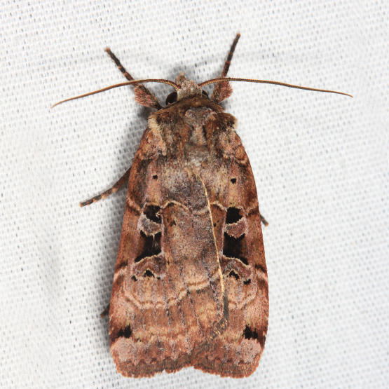 10943 - Normans Dart Moth-Xestia normaniana