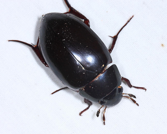 Giant Water Scavenger Beetle - Hydrophilus ovatus