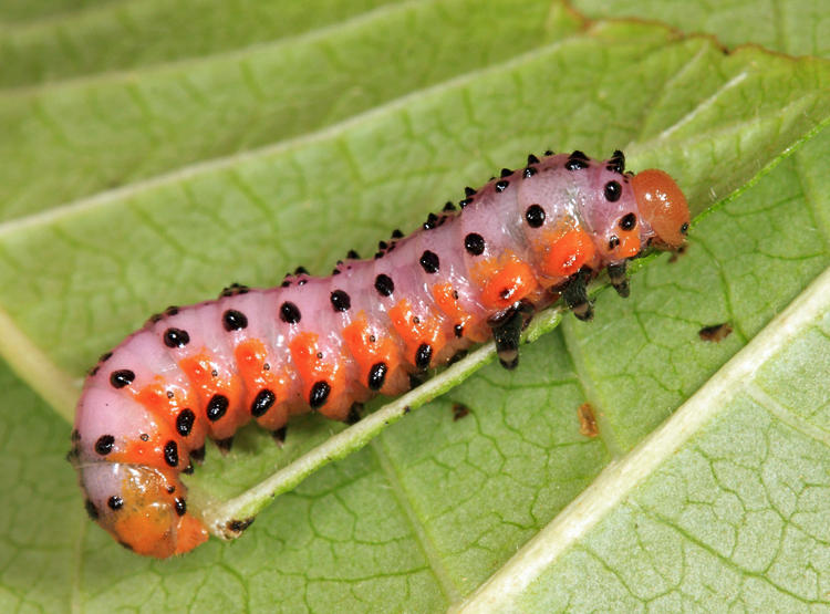 Poison Ivy Sawfly - Arge humeralis