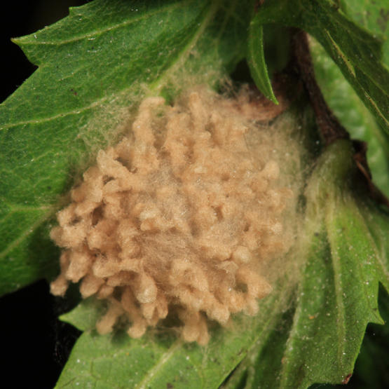 spider egg sac - Euryopis sp.