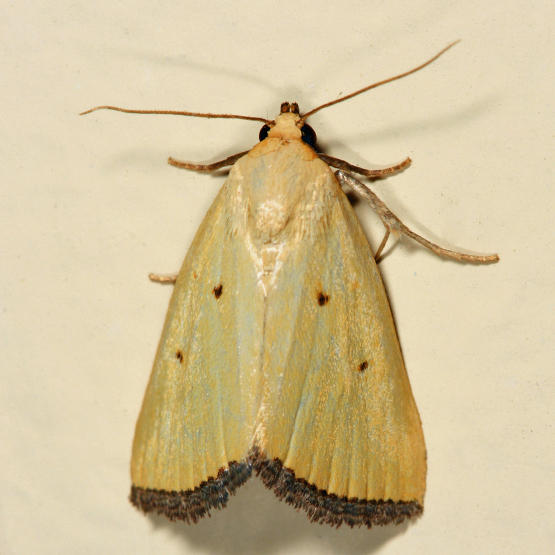 9044 -  Black-bordered Lemon Moth - Marimatha nigrofimbria